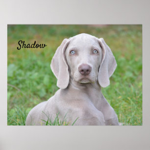 Personlig Weimaraner Puppy Hund Poster