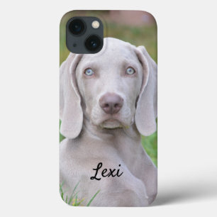 Personlig Weimaraner Valp Hund
