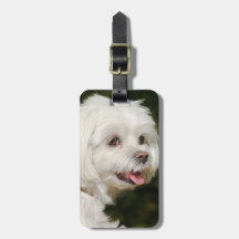 Personlig White Maltese Puppy Hund