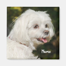 Personlig White Maltese Puppy Hund Magnet