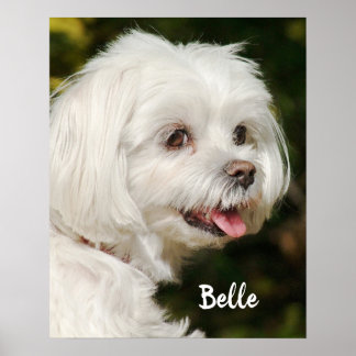 Personlig White Maltese Puppy Hund Poster