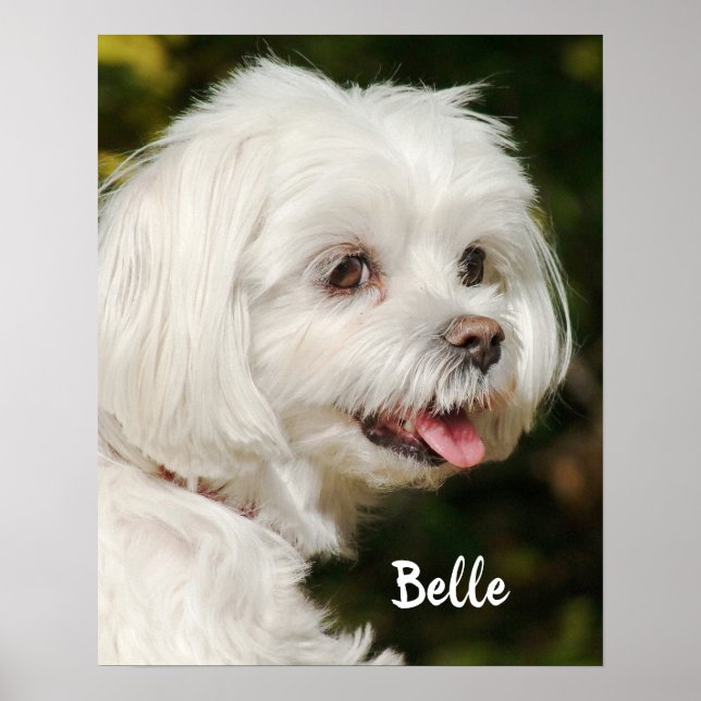 Personlig White Maltese Puppy Hund Poster (Framsidan)