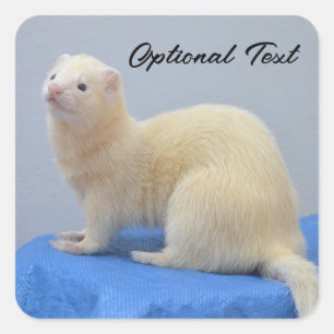 Personlig White Pet Ferret Fyrkantigt Klistermärke