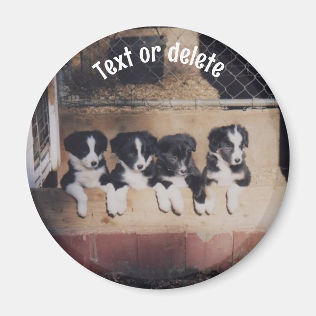 Personliga Border Collie Valpar Magnet (Framsidan)