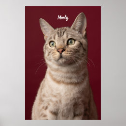 Personliga namntryck för hund & katt, direkt nedla poster