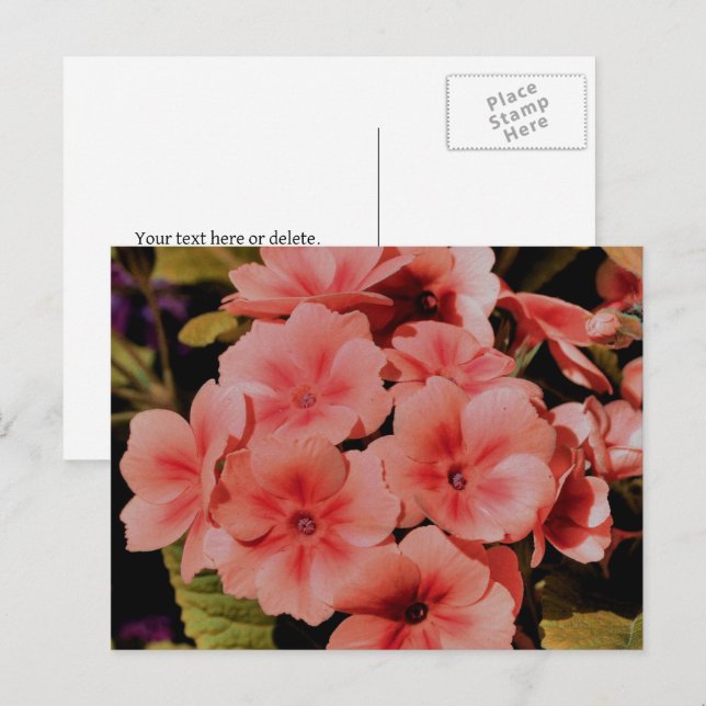 Personliga Primrose Blommor av Persika Vykort (Fram/baksida)