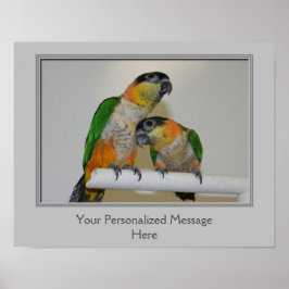 Personligen Black Headed Caique Parrots Poster