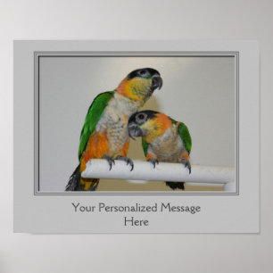 Personligen Black Headed Caique Parrots Poster