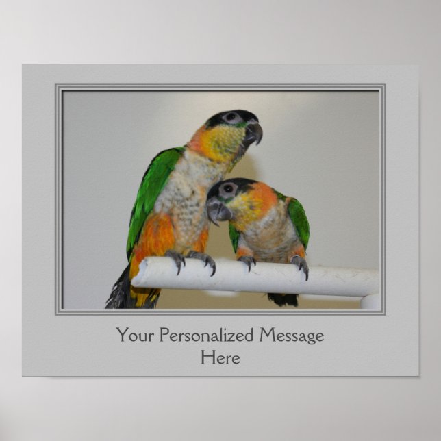 Personligen Black Headed Caique Parrots Poster (Framsidan)