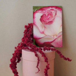 Personligt äktenskapsförslag med rosa och vit ros kort