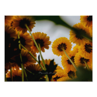 Perspectiva Fototryck