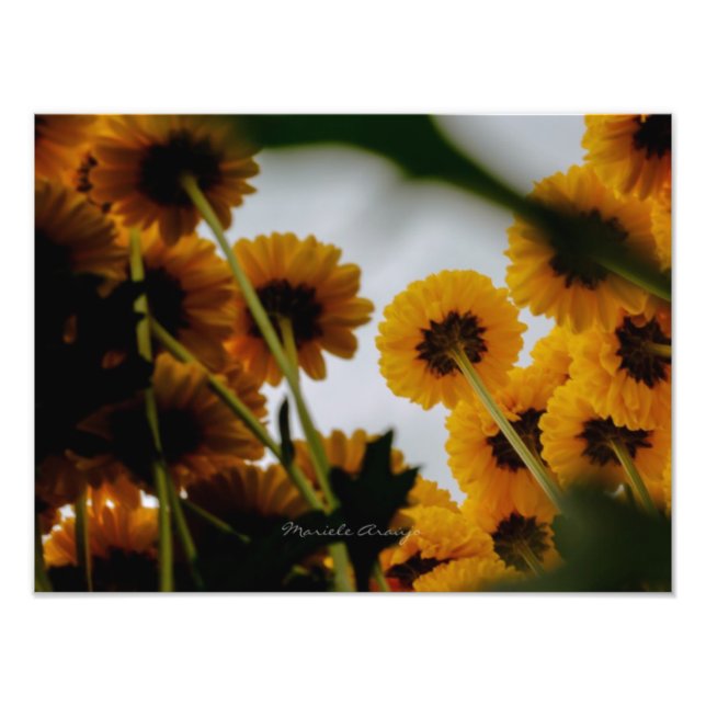 Perspectiva Fototryck (Framsidan)