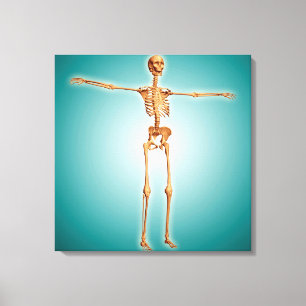Perspektiv beskådar av Skeletal system för Canvastryck