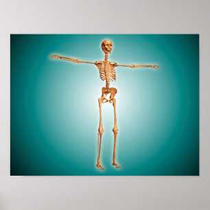 Perspektiv beskådar av Skeletal system för Poster