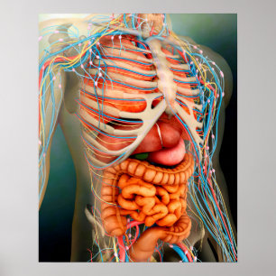 Perspektiv syn på människokroppen, hela organ poster