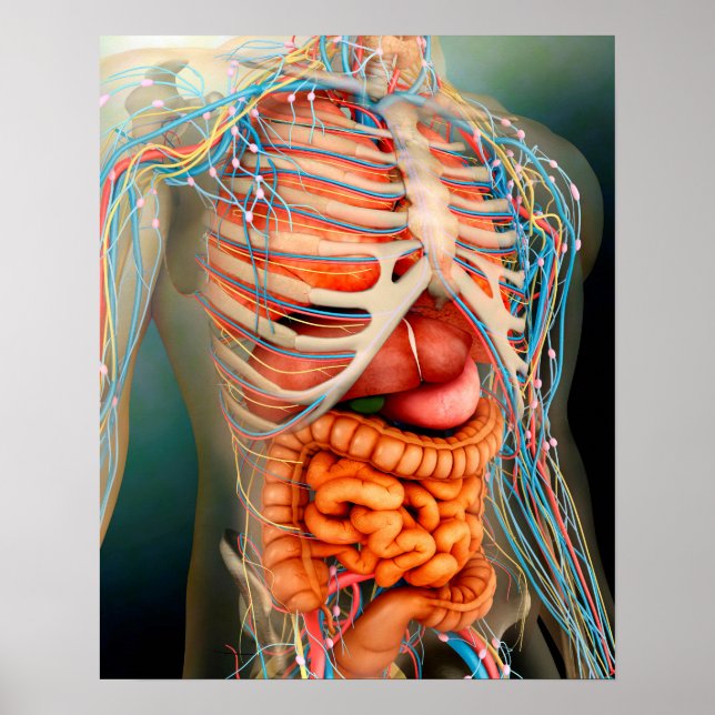 Perspektiv syn på människokroppen, hela organ poster (Framsidan)