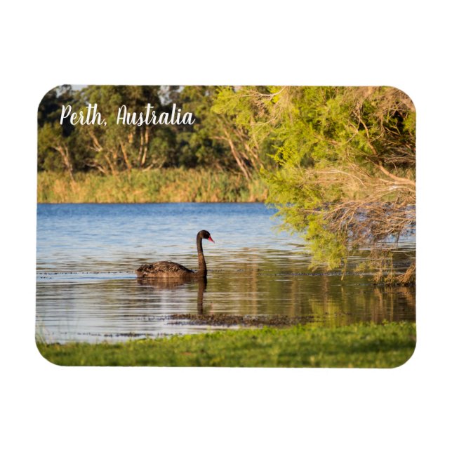 Perth Black Svan Australia Magnet (Horisontell)