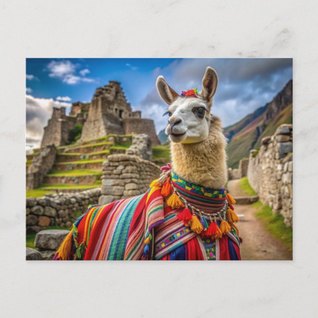 Peru Lama Vykort (Framsida)