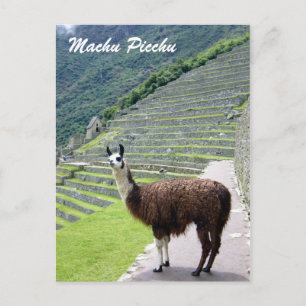 peru llama-utseende vykort