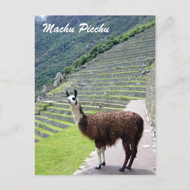 peru llama-utseende vykort (Framsida)