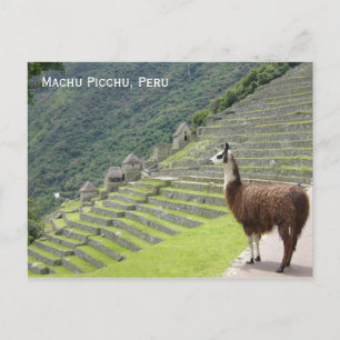 peru llama vykort