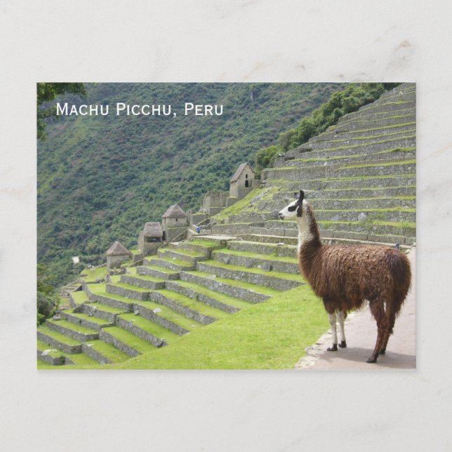 peru llama vykort (Framsida)