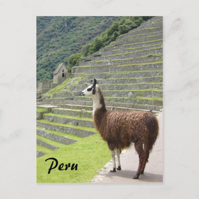 peru llama vykort (Framsida)