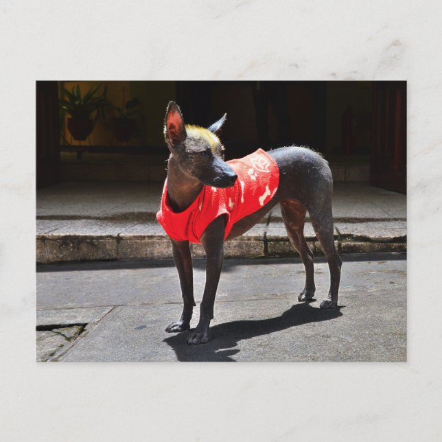 Peruansk hairless Hund Vykort (Framsida)
