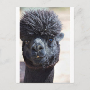 Peruanska alpaca med galet hår vykort