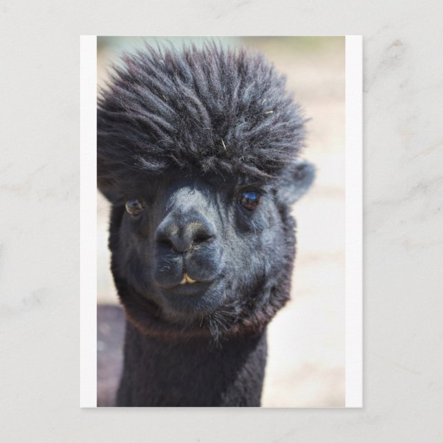 Peruanska alpaca med galet hår vykort (Framsida)