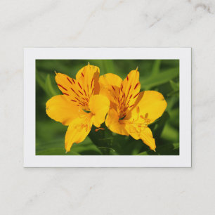 Peruanska lilies (gränsar) visitkort