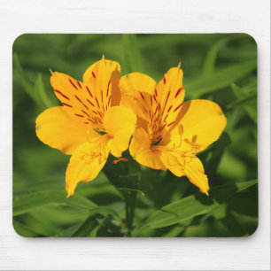 Peruvian Lilies Musmatta