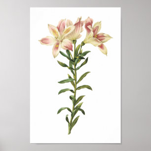 Peruvian lily (Alstromeria pelegrina) från Redouté Poster