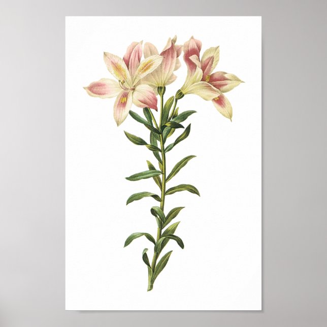 Peruvian lily (Alstromeria pelegrina) från Redouté Poster (Framsidan)