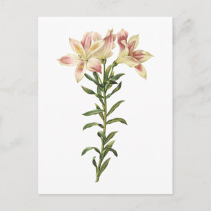 Peruvian lily (Alstromeria pelegrina) från Redouté Vykort