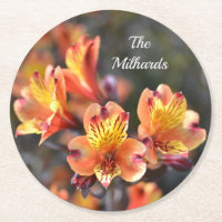 Peruvian Lily Flowers vid RHS Garden Monogram