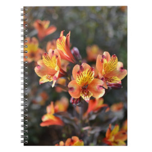 Peruvian Lily Flowers vid RHS Garden Wisley Anteckningsbok