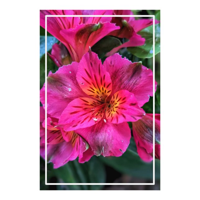 Peruvian Lily Rosa Flowers-79498 Fototryck (Framsidan)