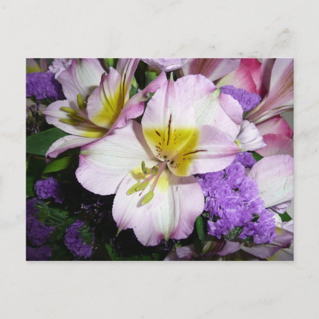 Peruvian Lily Vykort (Framsida)
