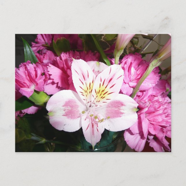 Peruvian Lily Vykort (Framsida)