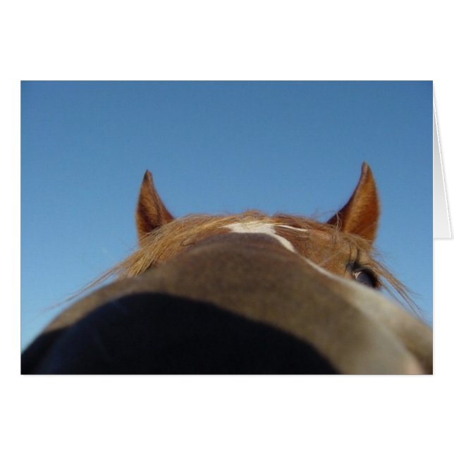 Peruvian Paso Gaited Horse Filly - Nose Hälsningskort (Framsidan Horizontal)