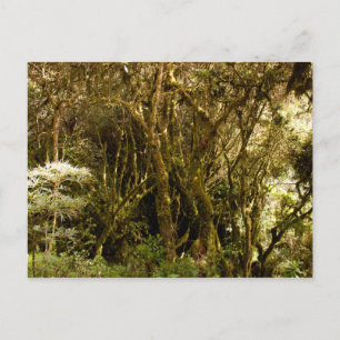 Peruvian Tropical Rain Forest Moss Covered Vykort
