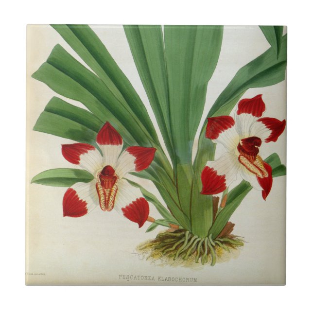 Pescatorea Klabochurum Orchid Lindenia Collection Kakelplatta (Framsidan)