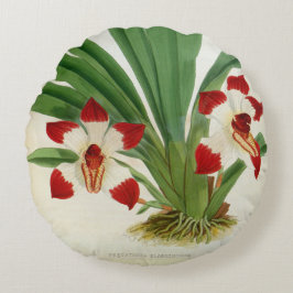 Pescatorea Klabochurum Orchid Lindenia Collection Rund Kudde