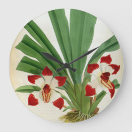 Pescatorea Klabochurum Orchid Lindenia Collection Stor Klocka