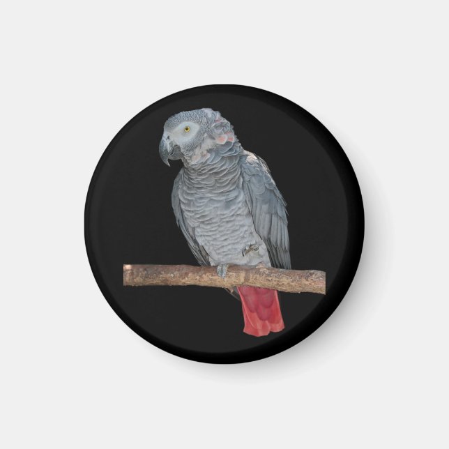 Pesky Parrot Magnet (Framsidan)