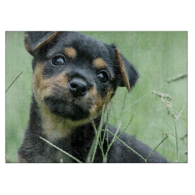 Pet Bild anpassar glasskärlet (Framsidan)