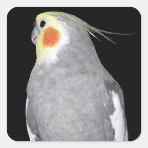 Pet Bird Cockatiel Photo Fyrkantigt Klistermärke