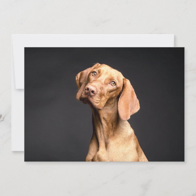 Pet Brown Beagle Hund (Framsida)