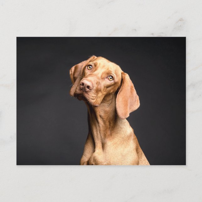 Pet Brown Beagle Hund Vykort (Framsida)